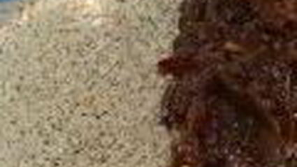 постные конфеты из чечевицы