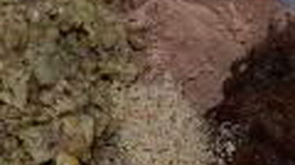 постные конфеты из чечевицы