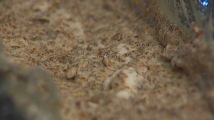 хлебное мороженое семифреддо по-русски