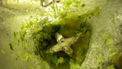 мороженоемохито