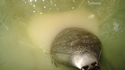 мусс лимонный