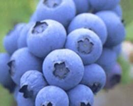 Пюре из запеченных яблок, груш и голубики