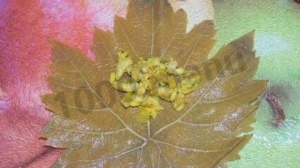 долма с мятой и круглым рисом