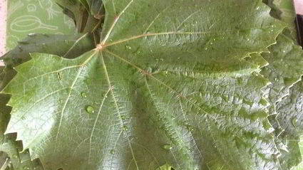 овощная долма