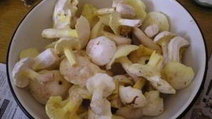 соленые маслята жареные