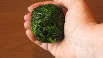 паста с крапивой и шпинатом