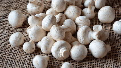 спагетти с грибами в сливочном соусе