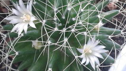 куриная грудка с лимоном и картофелем