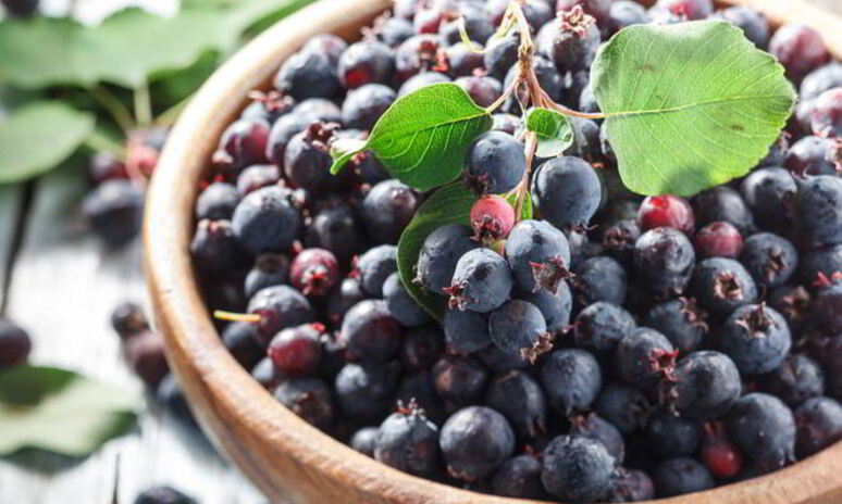 Рецепт домашнее вино из ирги