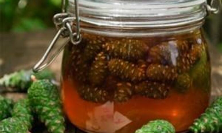 Рецепт сироп из сосновых шишек