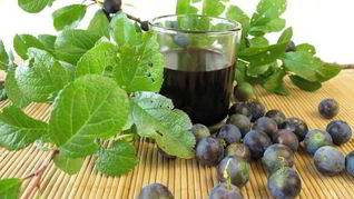 Вино из терновника