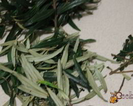 витаминный напиток из листьев облепихи с медом и мятой