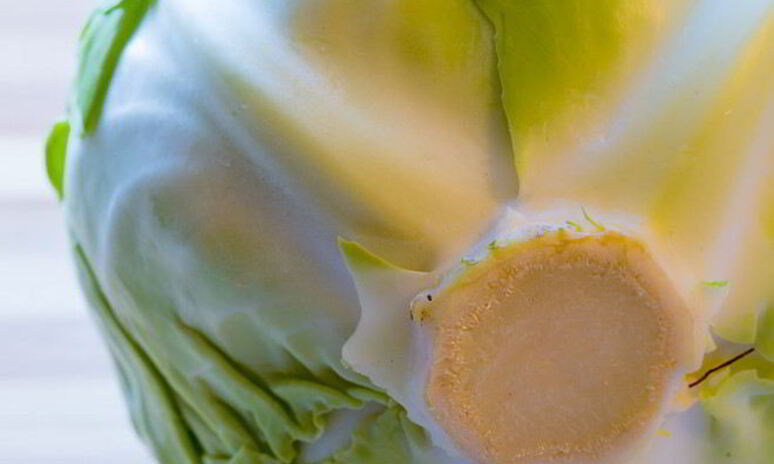 Рецепт солянка из капусты