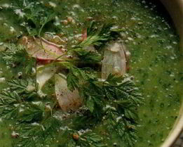 Зеленый суп-пюре