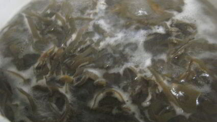 суп с кальмарами и морской капустой