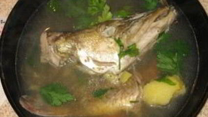 уха из щуки