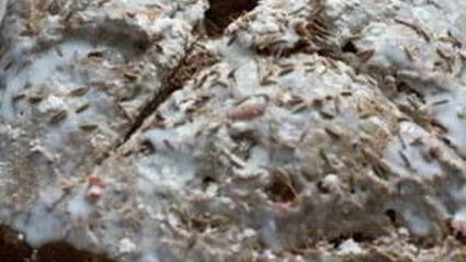 черный хлеб с морковью и тмином