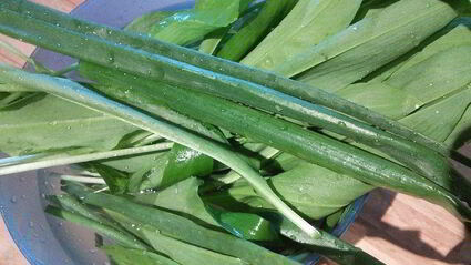 слоеные лепешки на топленом масле с сезонной зеленью