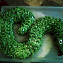 Торты на день рождения