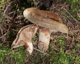 Грибы свинушки на зиму