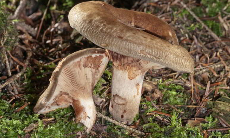 Рецепт грибы свинушки на зиму