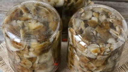 маринование опят на зиму
