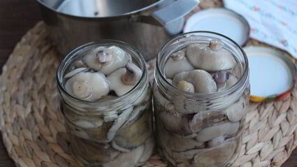 маринованные маслята