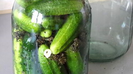 маринованные огурцы