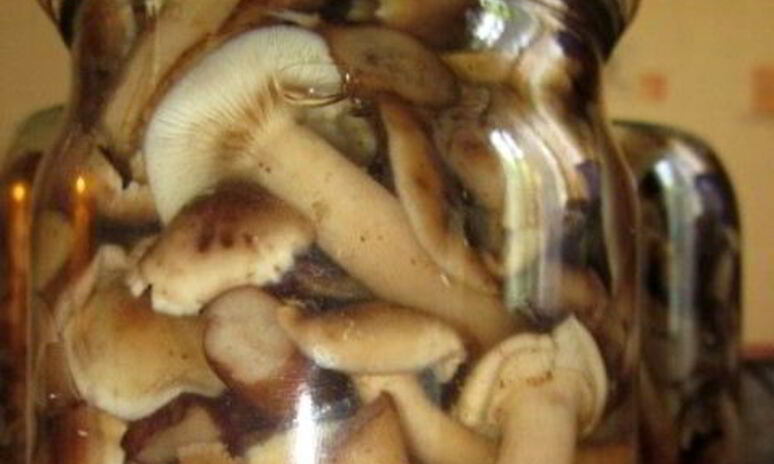 Рецепт маринованные опята с уксусом