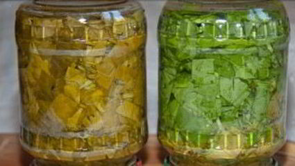 щавель на зиму в банках