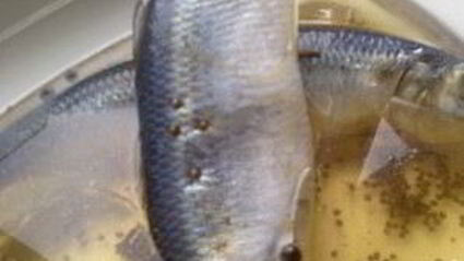 салака пряного посола