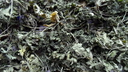 сушеная зелень на зиму