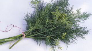 Укроп с чесноком