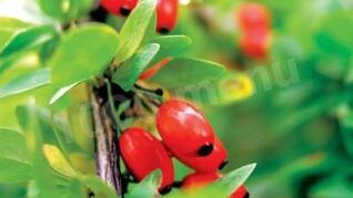 Варенье из барбариса