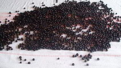 варенье из смородины при простуде