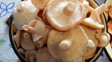 волнушки соленые на зиму