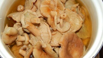 волнушки соленые на зиму