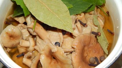 волнушки соленые на зиму