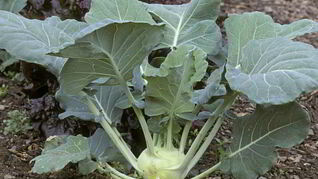 Заготовка из кольраби на зиму