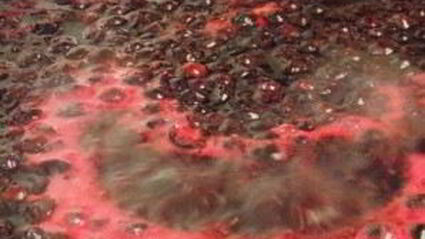 желе из черной смородины на зиму