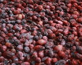 Жимолость на зиму