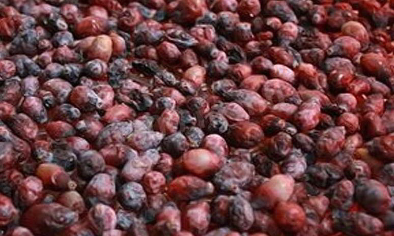 Рецепт жимолость на зиму