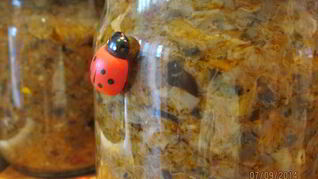 Икра грибная