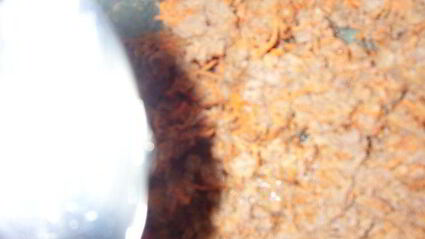 желированный паштет с сыром