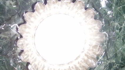 желированный паштет с сыром